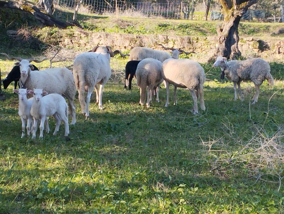 Vendo borrego bordaleiro serra da estrela puro