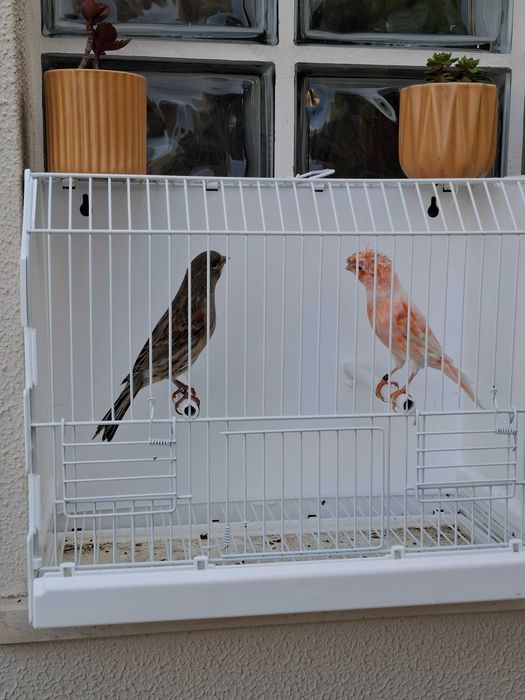 Canários Arlequim Português - Azeitão