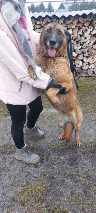 Zara sunia do adopcji