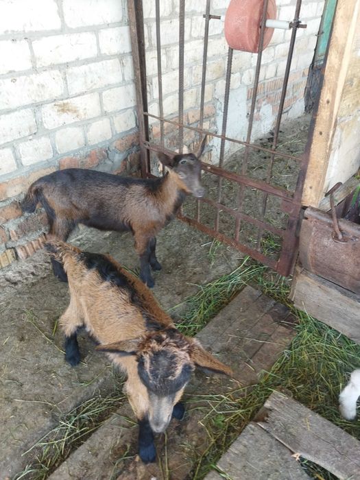 Продам цап коза козинята англо-нубійських козочок.