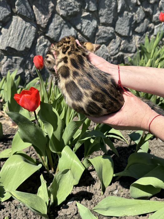 Бенгальські кошенята з документами