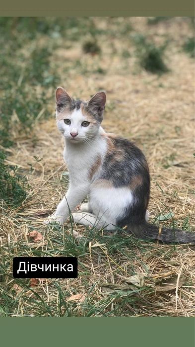Відамо в добрі руки