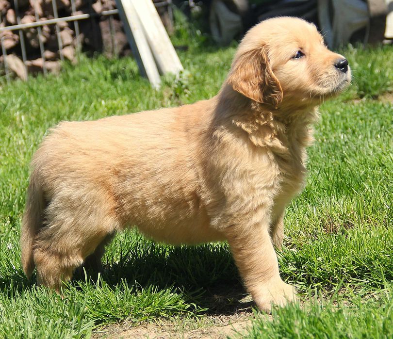 Chłopczyk złoty linii Amerykański Golden Retriever