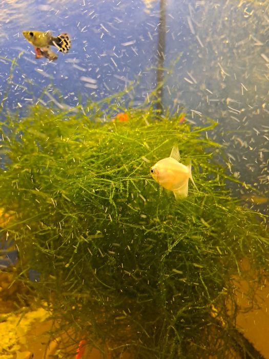 Мох водоросли в аквариум