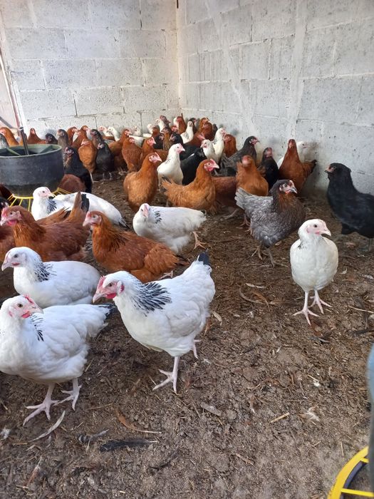 Kury Nioski Leghorn 24 tygodnie! Wysyłka od 10 sztuk.