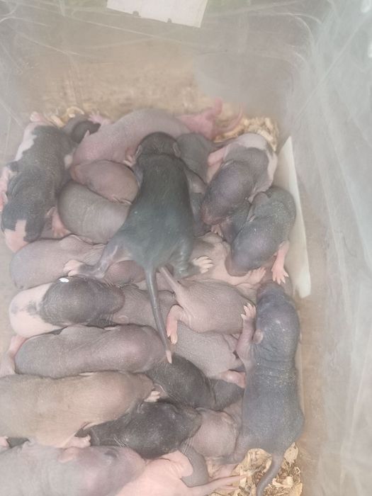 Щури пушки , опушата Криса 7 -8 грам, миша