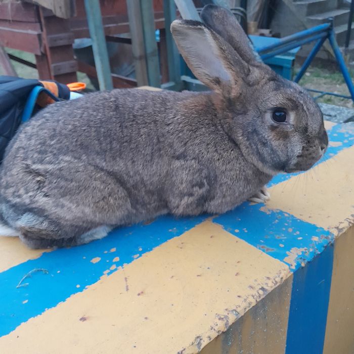 Sprzedam króle dorosłe