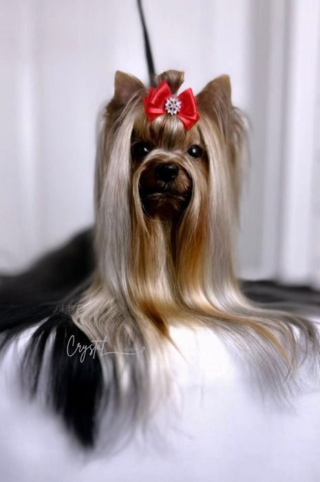 York Yorkshire terrier FCI : GUCCI - piesek