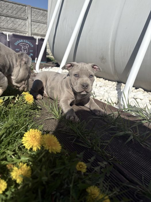 American Staffordshire Terrier lilac silve merle Amstaff piesek  Merle