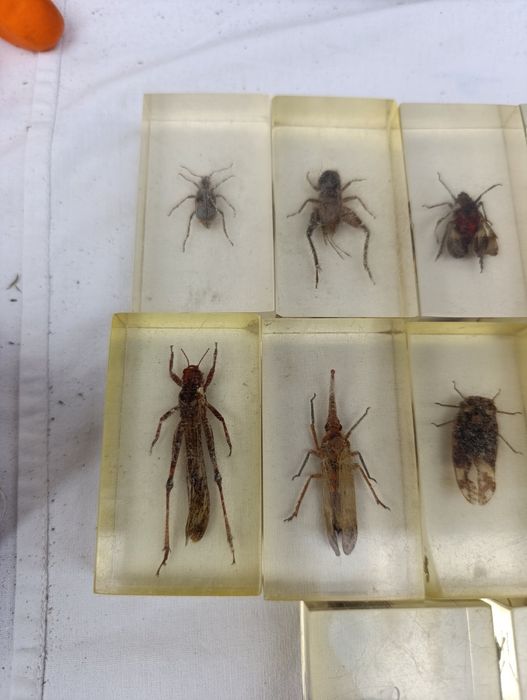 Жуки в епоксидной смоле коллекция для детей детская игрушка скорпион