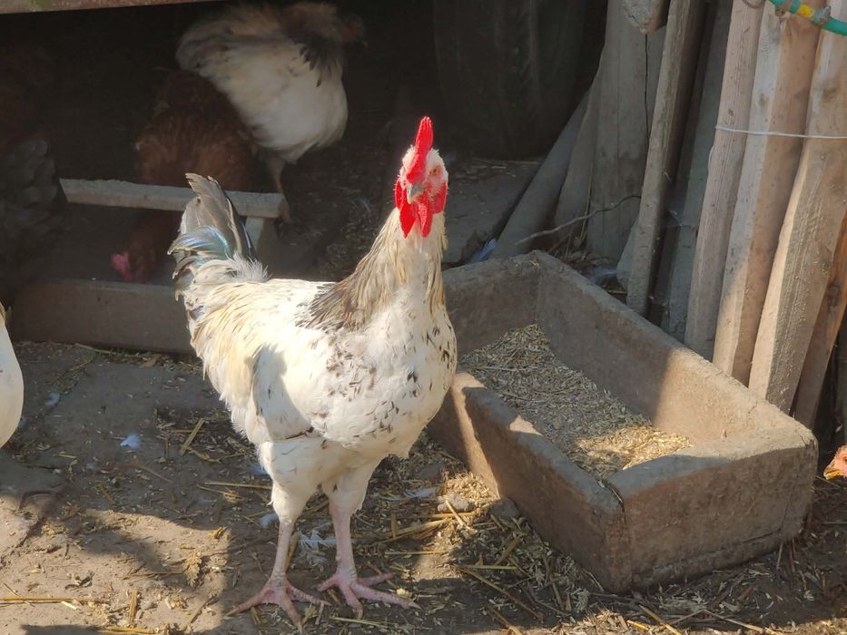 Koguty mieszane 3-4 miesiace - do dalszego chowu