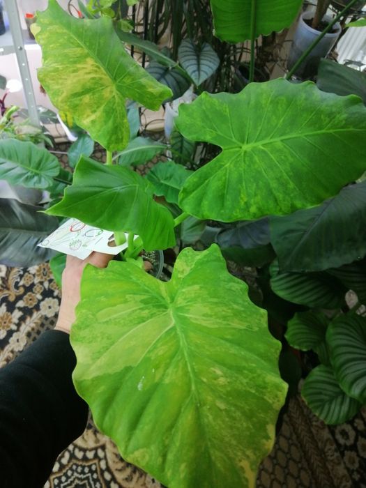 Алоказия гагеана голд