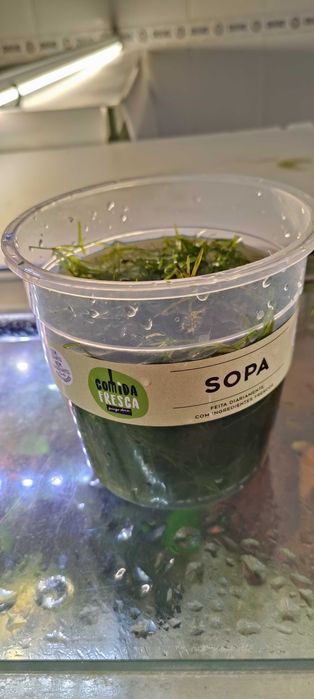 Plantas para aquário