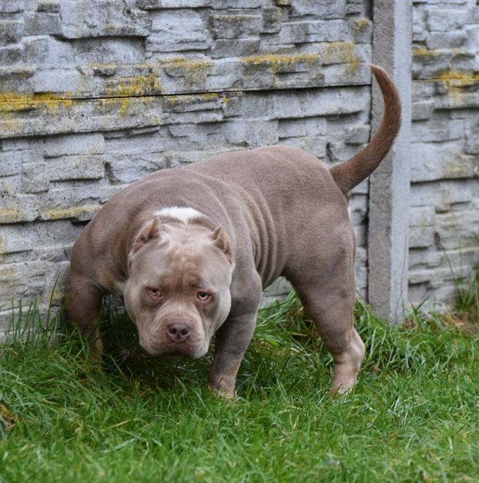 American bully samiec ABKC