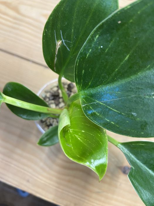 Planta Philodendron Birkin
