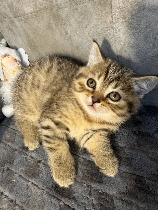 Шотландська прямовуха