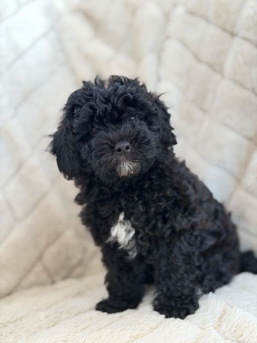 Продам хлопчика Мальтіпу