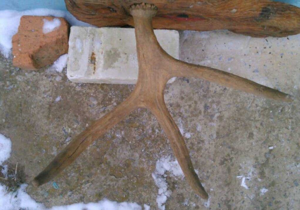 оленя рог настоящий, и вырезана голова в ручную