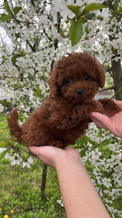 Той-пудель дівчинка 2 міс