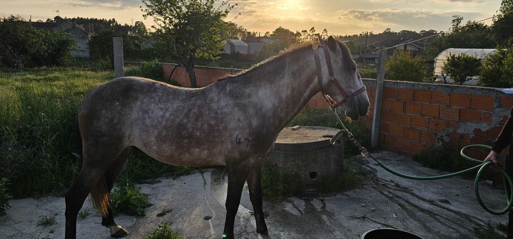 Lusitano 5 anos inteiro