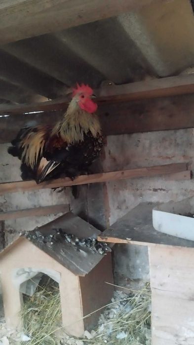 Карликовий Кохінхін