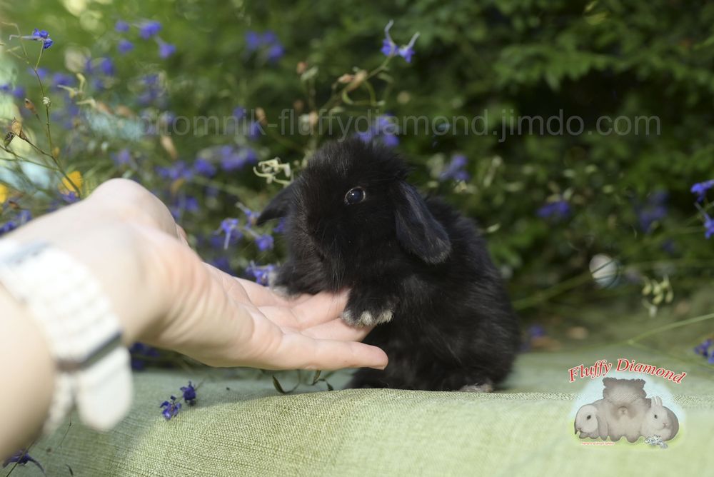 Чорна дівчинка на ім'я Blackberry. Кролик з "Fluffy Diamond"