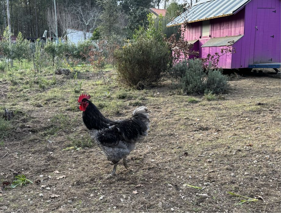 Australorp e Sussex ovos galados