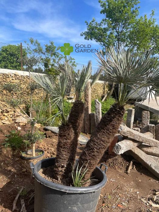 Palmeiras Chamaerops!!