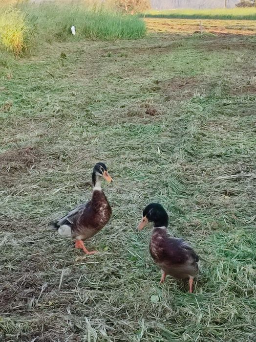 Vendo 2 patos Rouen de 2025