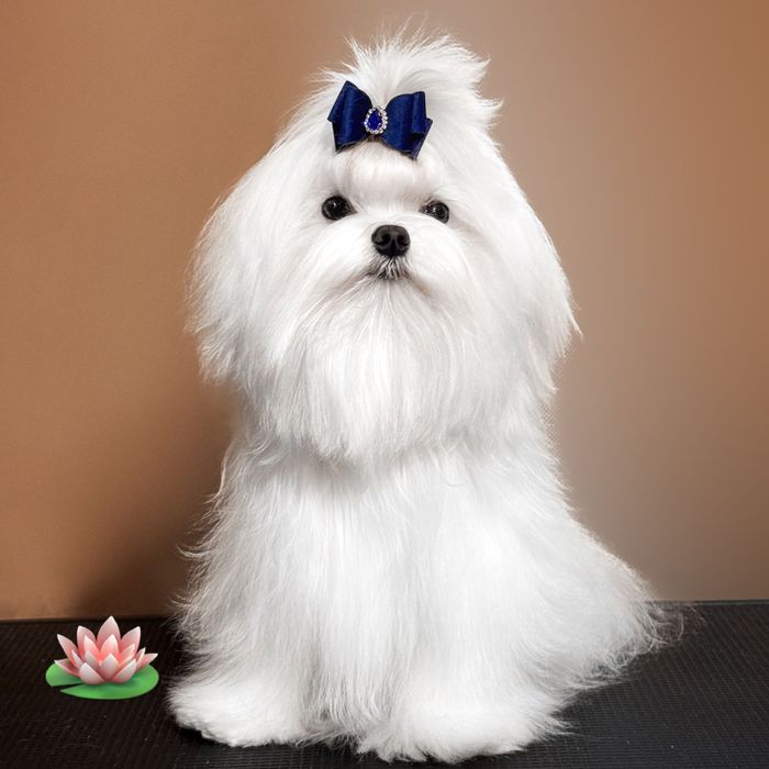 Дівчинка КСУ мальтезе