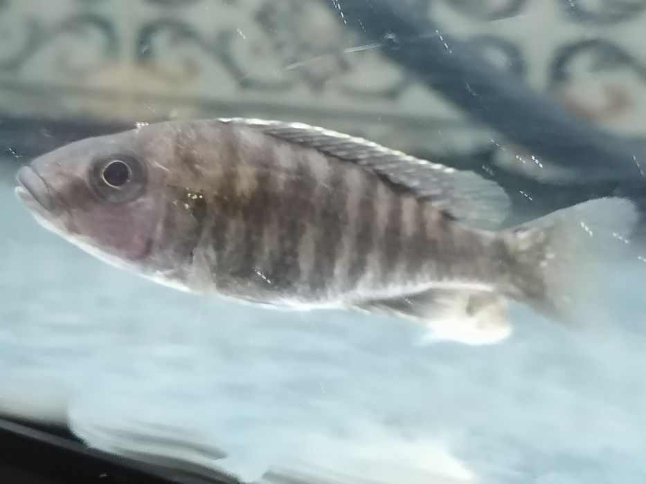 Ciclídeos Africanos- Aulonocaras Collco OB, Baenschi Benga