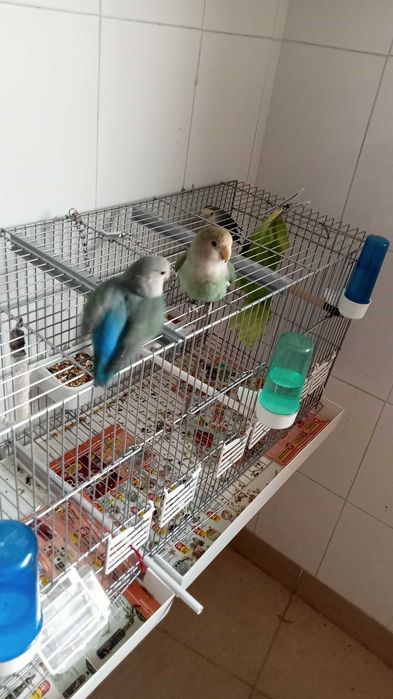 Roseicolis domesticados e anilhado