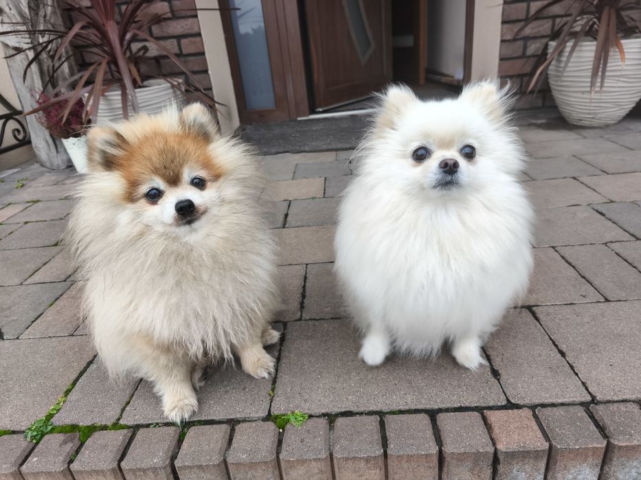 Szpic miniaturowy Pomeranian piesek