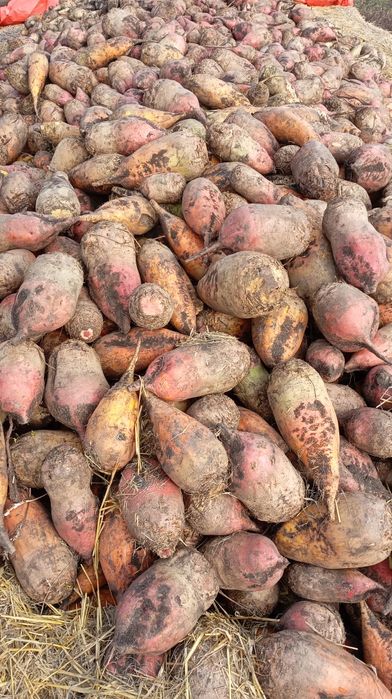 Кормовий Бурячок