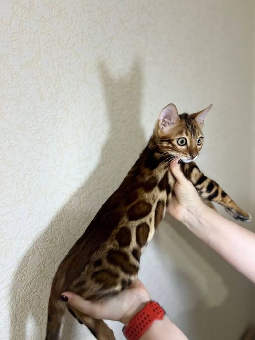 Бенгальський кіт,кошеня бенгал