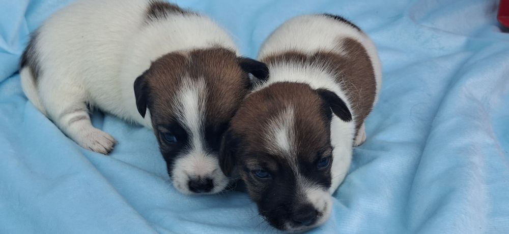 Jack Russell terrier z metryką