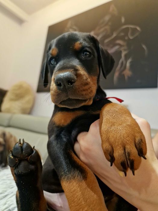 DOBERMAN zapowiedź miotu FCi