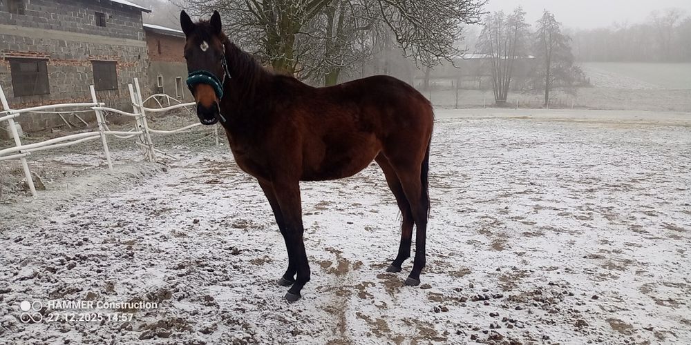 Klacz pełnej krwi angielskiej