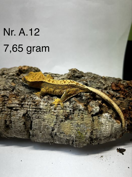 Gekony Orzęsione (Maluchy, Podrostki, Samica, Samiec)