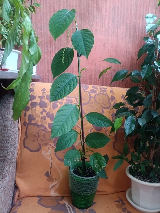 Пасифлора. Циперус. Молочай Миля