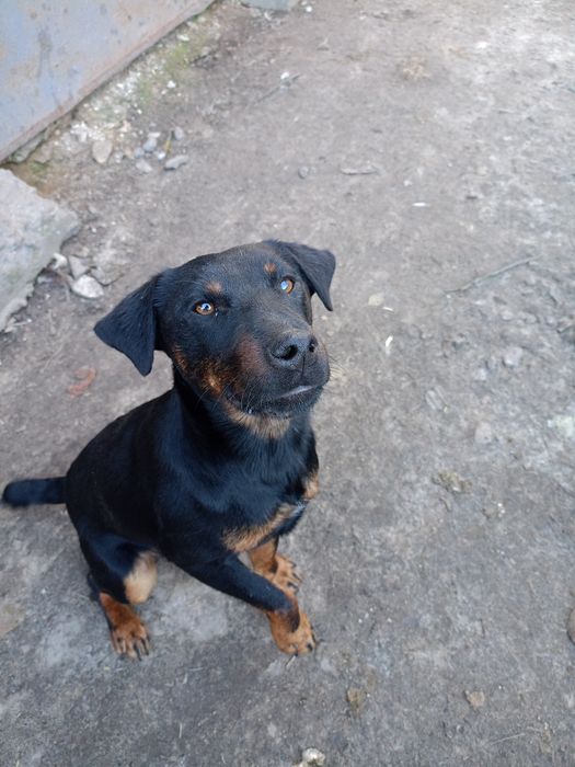 Ягдтерєр для вязки