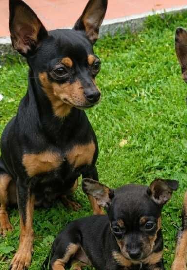 Pinscher menino/a linda