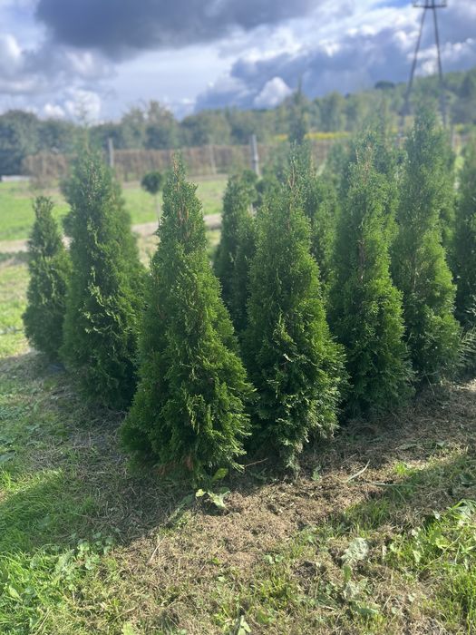 Tuje Szmaragd 100-220 cm