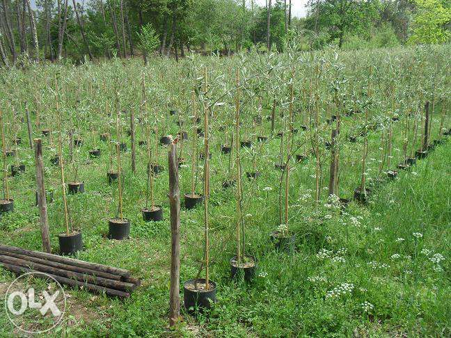 Tenho 4 pinheiros diferentes de natal ou jardim