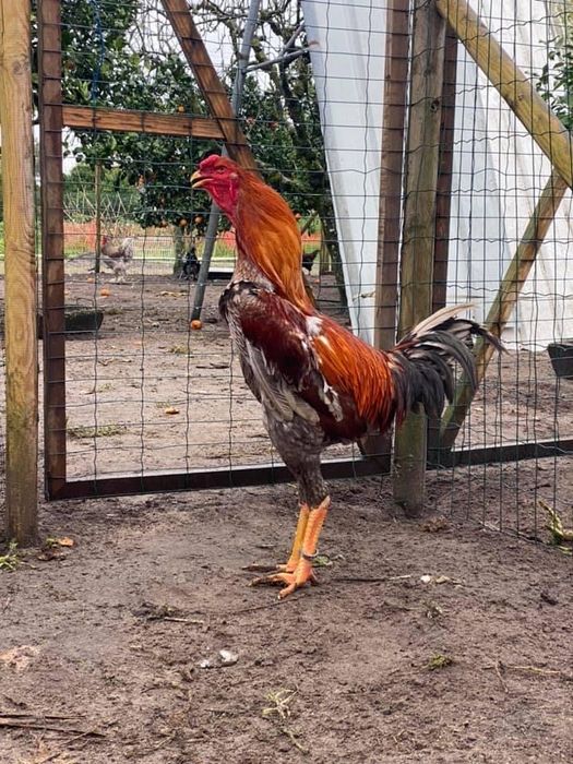 Ovos e aves INDIO GIGANTE TOP disponíveis
