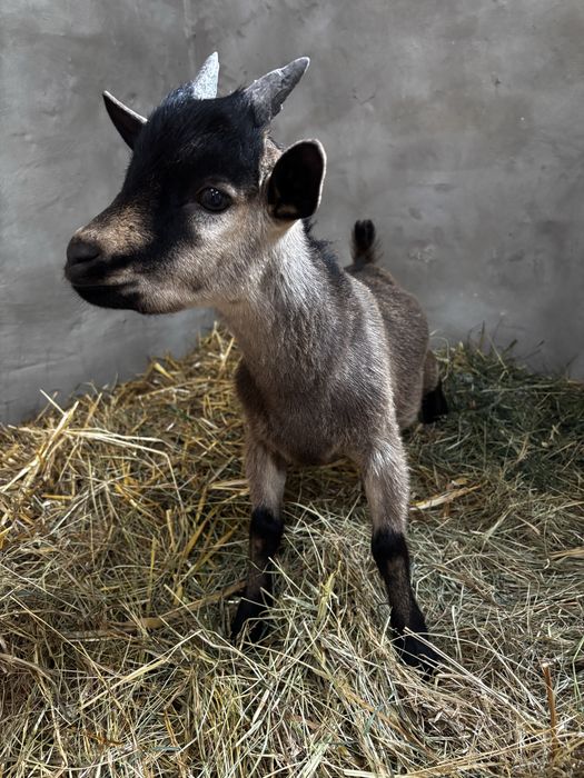 Продам двох козликів