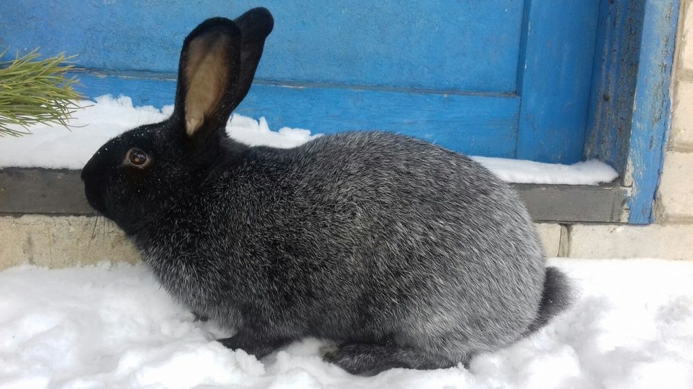 Полтавське срібло