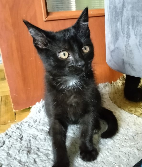 Węgielek szuka kochajacego domu