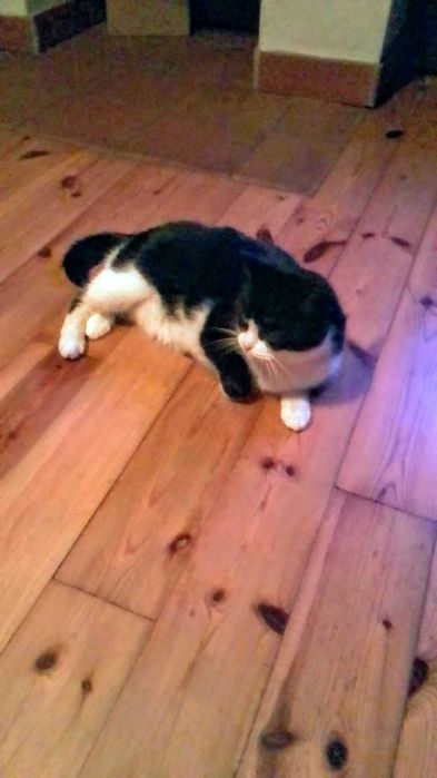 Deski podłogowe dębowe lite gr. 21mm szer. 125mm dł. 200-400cm