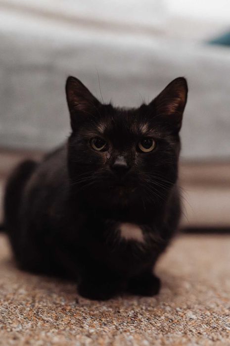 Luna - kotka do adopcji